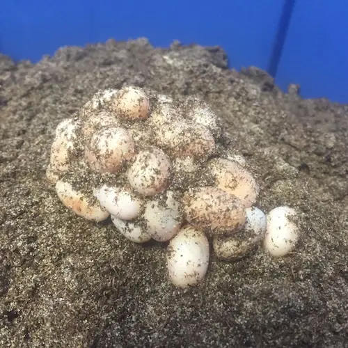 Baby chameleon eggs