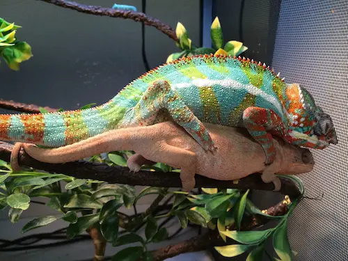 Breeding Female Chameleons: Everything You Need to Know