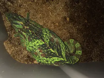 Chameleon lifespan